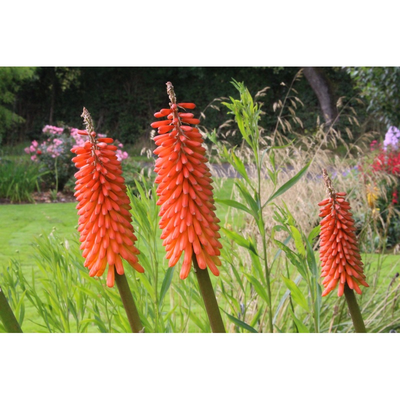 Kniphofia ‘Alcazar’|Approx. 0.5 litre pot