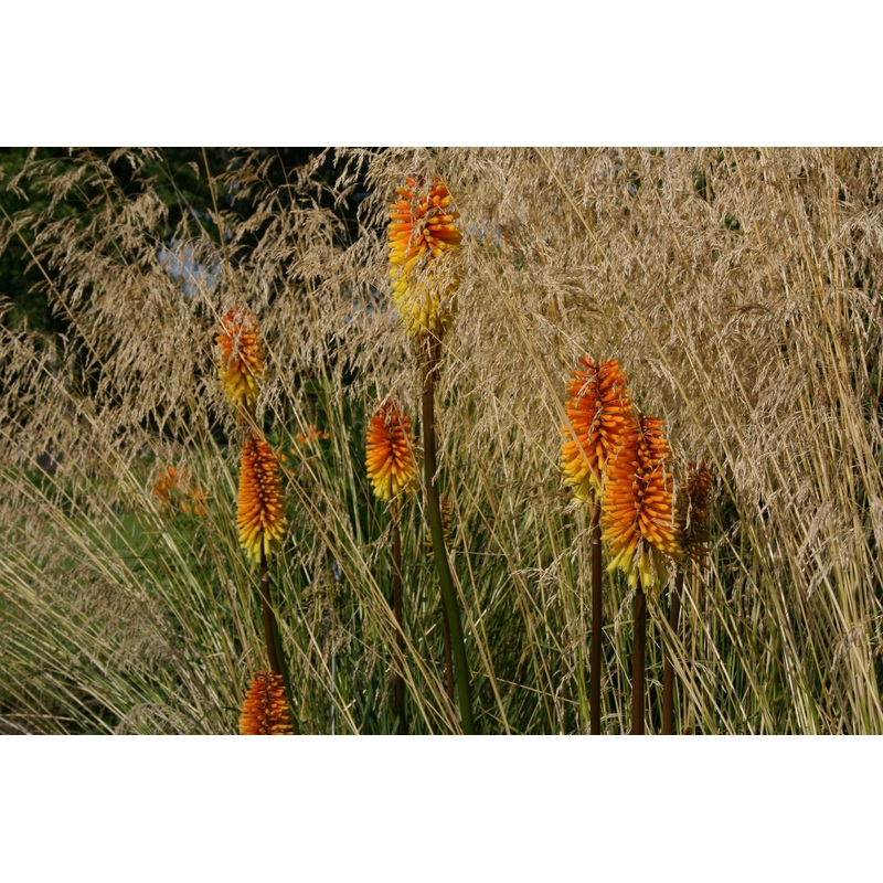 Kniphofia ‘Rich Echoes’|Approx. 0.5 litre pot