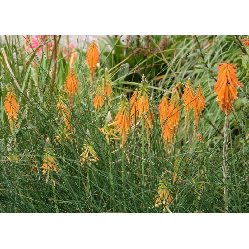 Kniphofia triangularis subsp. triangularis ‘Light of the World’