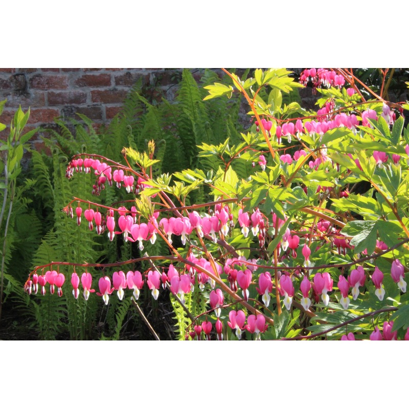 Lamprocapnos spectabilis|Approx. 0.5 litre pot