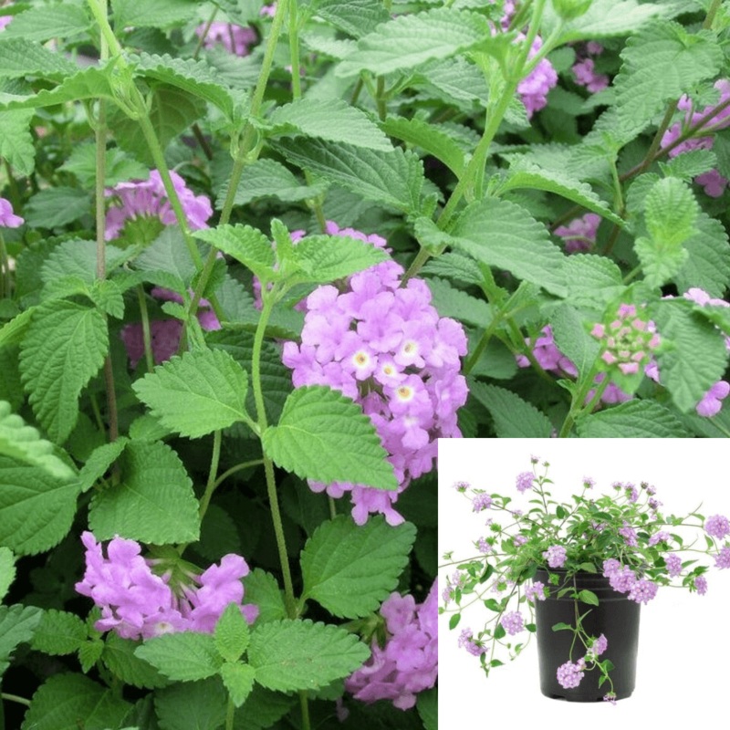 Lantana Montevidensis Lavender 1 Gallon Creeping Lantana Annual Plant Ht7
