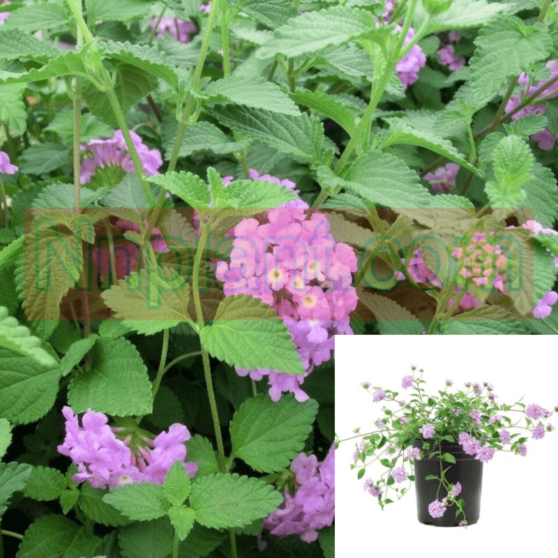 Lantana Trailing Lavender Plant Lantana Montevidensis 4In  Pot 1 Gallon Ht7