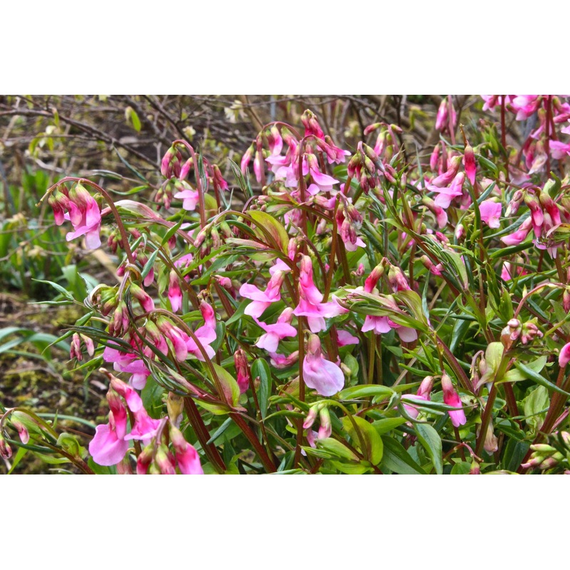 Lathyrus vernus ‘Alboroseus’|Approx. 0.5 litre pot