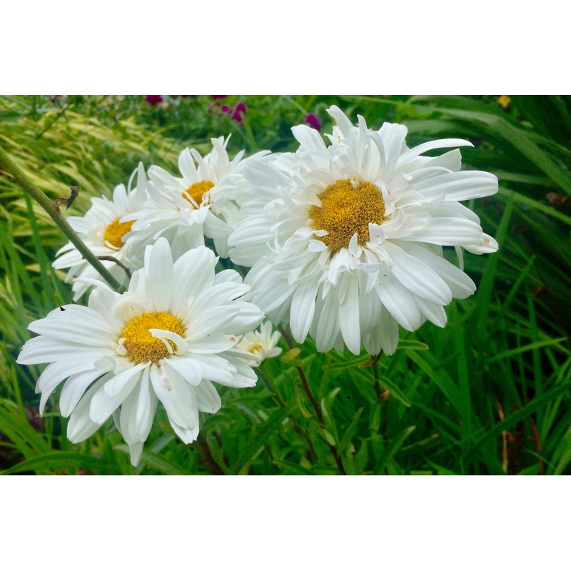 Leucanthemum x superbum ‘Victorian Secret’