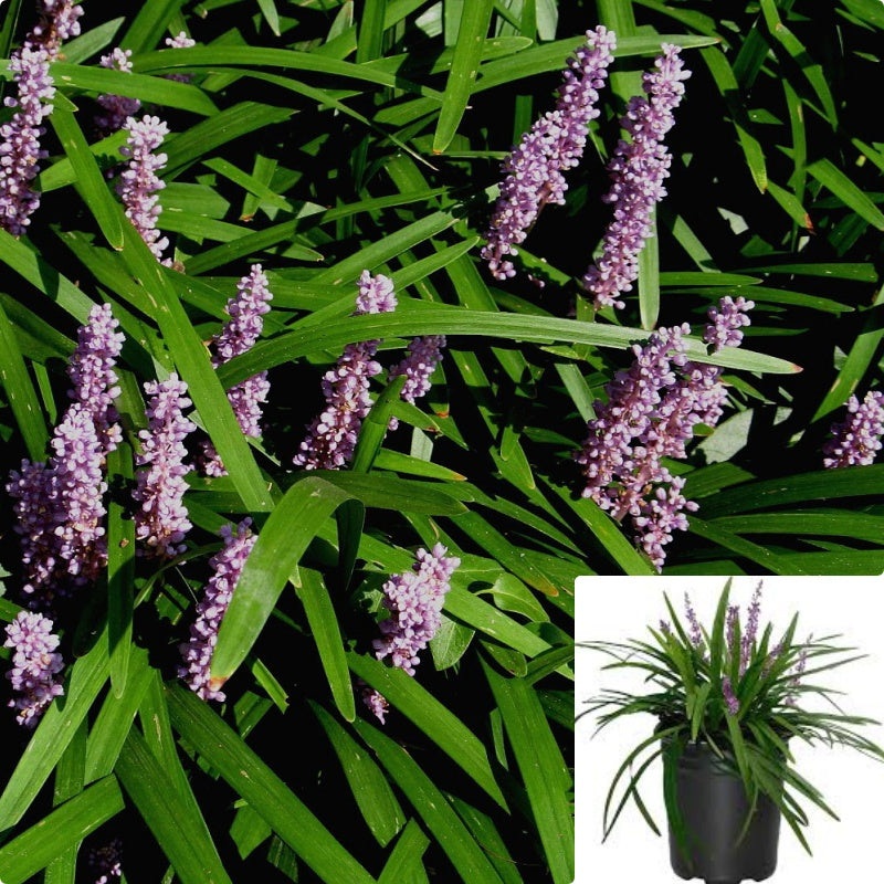 Liriope Gigantea 1 Gallon Green Turf Lily Liriop Cute Purple Flower E Grass Ground Cover Live Plant