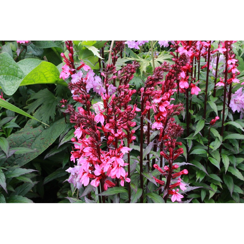 Lobelia x speciosa ‘Starship Scarlet’