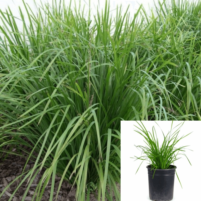 Lomandra Breeze Plant Dwarf Mat Rush Longifolia Nyalla Grass 1 Gallon Live Plant Outdoor Gr