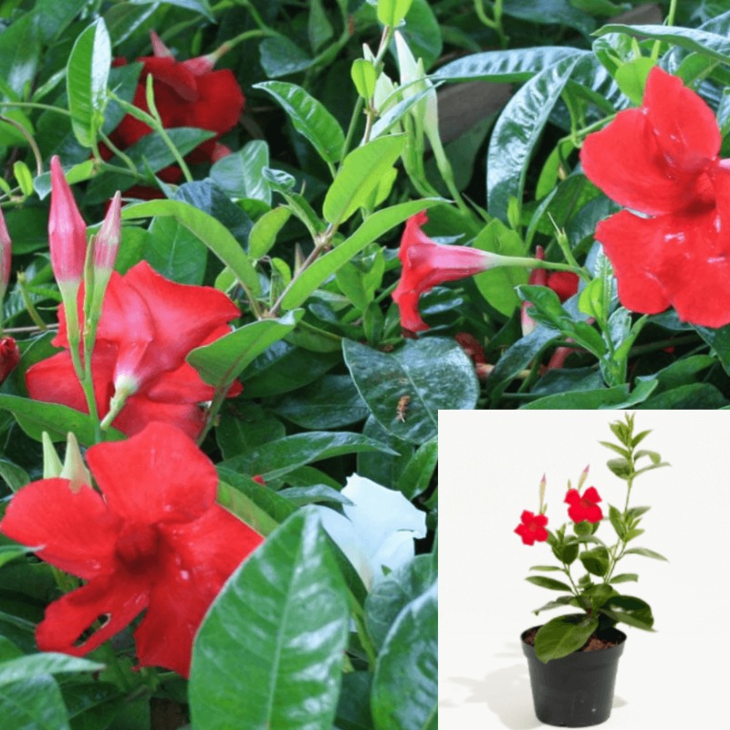Mandevilla Red 1 Gallon Ht7 Red Dipladenia Vine Plant 1 2Ft Tall Flower Outdoor Live Plant Bell Flower Ht7