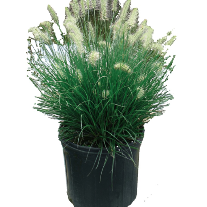 Miniature Fountain Grass 1 Gallon Pennisetum Alopecuroides Grass Live Plant Ht7 Best