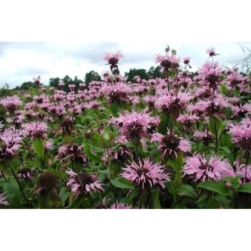 Monarda ‘Beauty of Cobham’|Approx. 0.5 litre pot