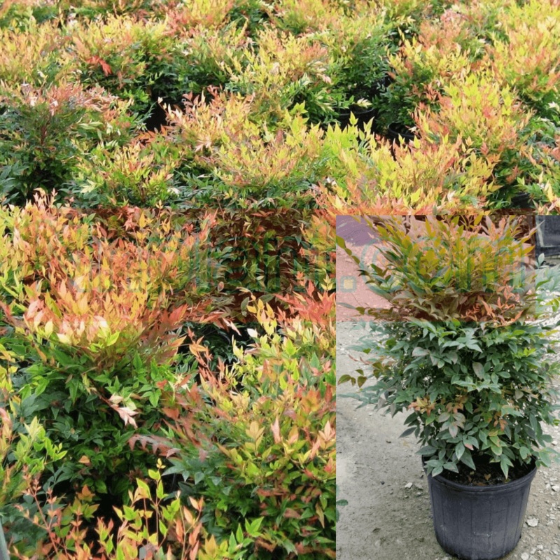 Nandina Harbor Dwarf Plant Harbour Dwarf Nandina 5 Gallon Plant Nandina Domestica Yellow Ht7 Best