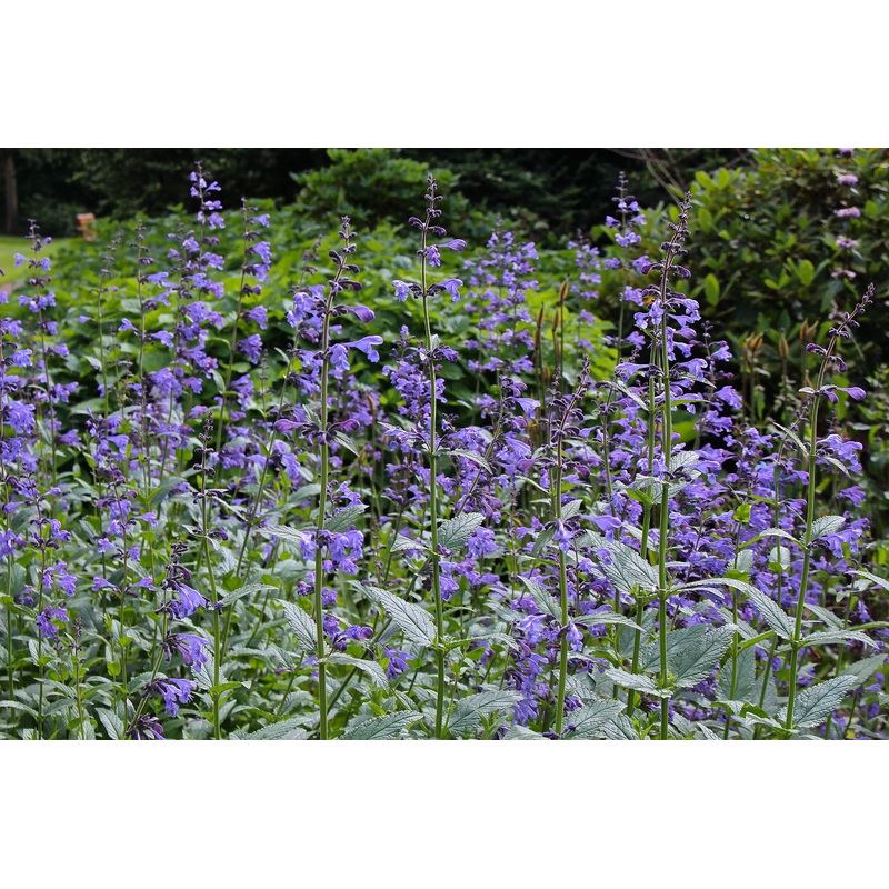 Nepeta sibirica|Approx. 0.5 litre pot