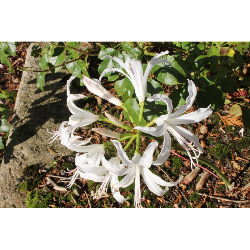 Nerine bowdenii ‘Alba’|Approx. 0.5 litre pot