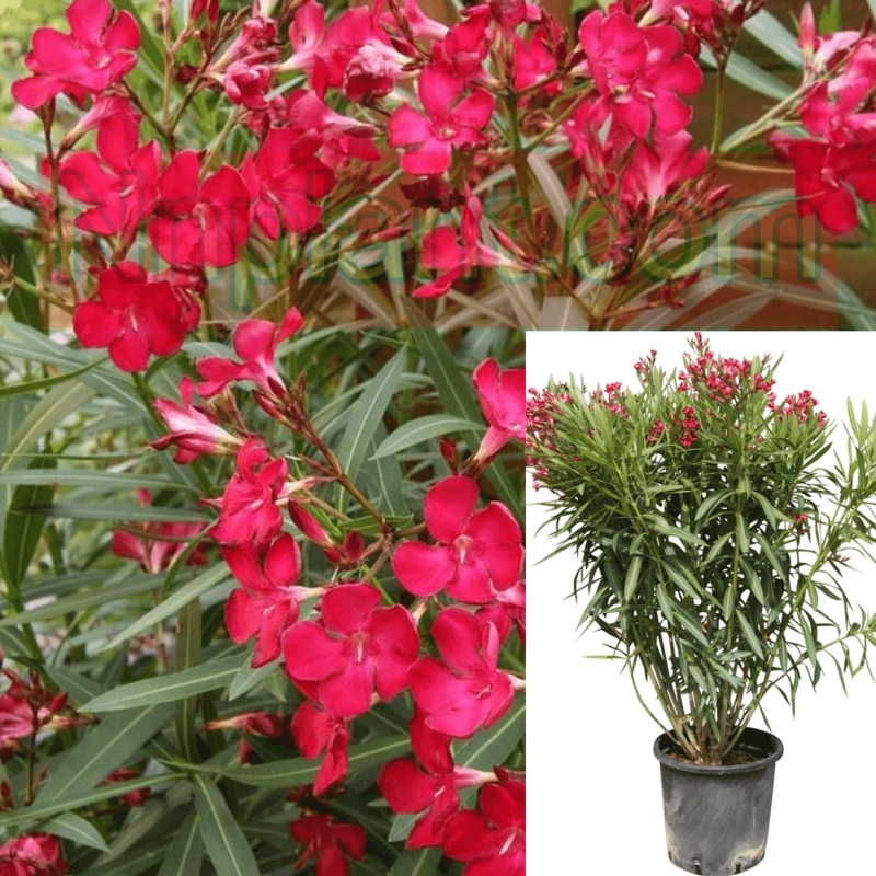 Nerium Oleander Harry Red Plant Flowered Oleander Red 5 Gallon Live Plant Ht7 Best