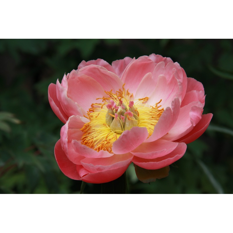 Paeonia ‘Coral Sunset’|Approx. 0.5 litre pot