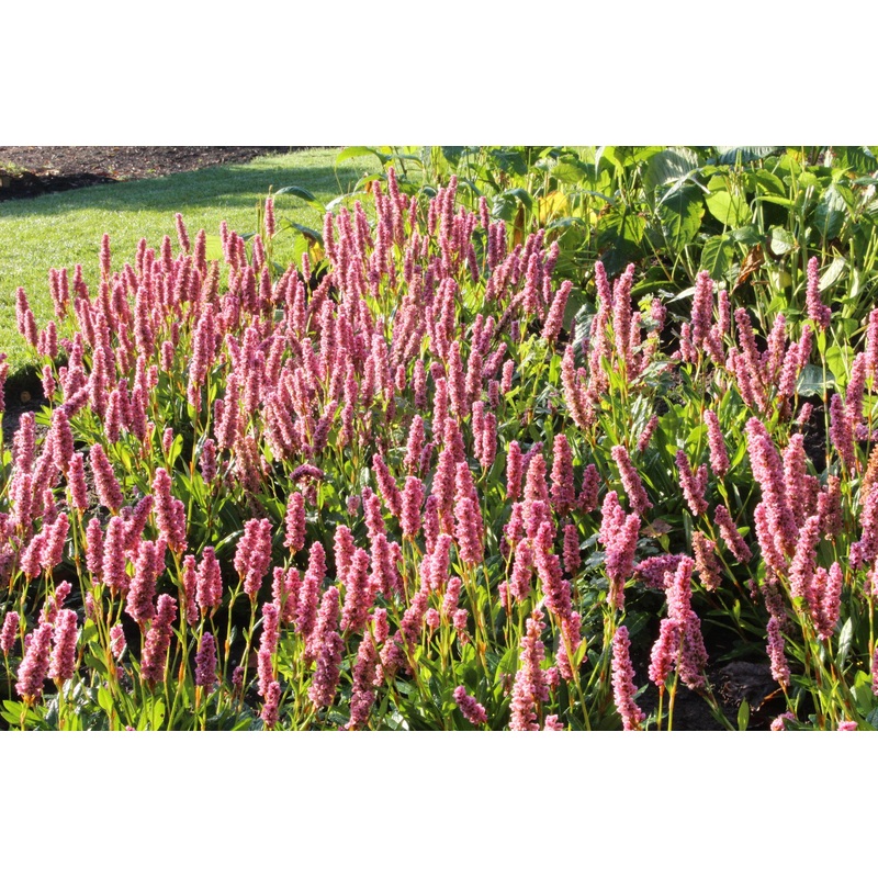Persicaria affinis ‘Donald Lowndes’