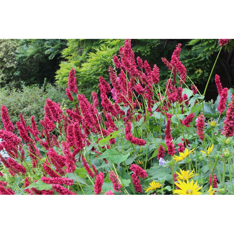 Persicaria amplexicaulis ‘Dikke Floskes’