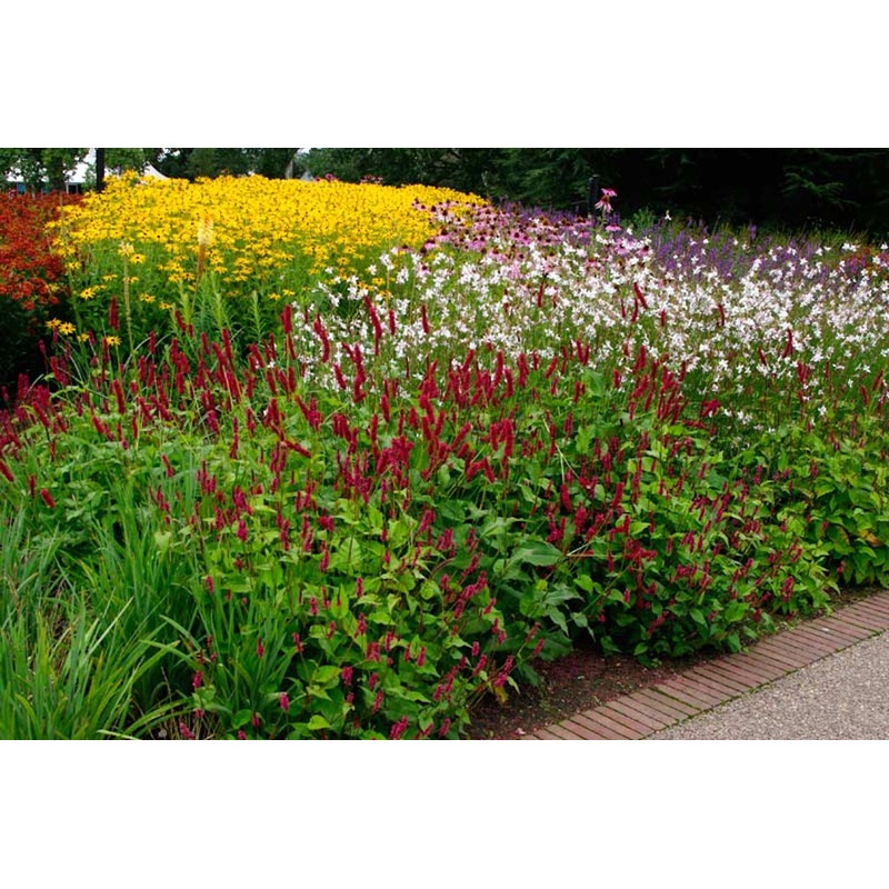 Persicaria amplexicaulis ‘Fat Domino’