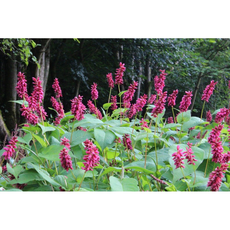 Persicaria amplexicaulis ‘Inverleith’