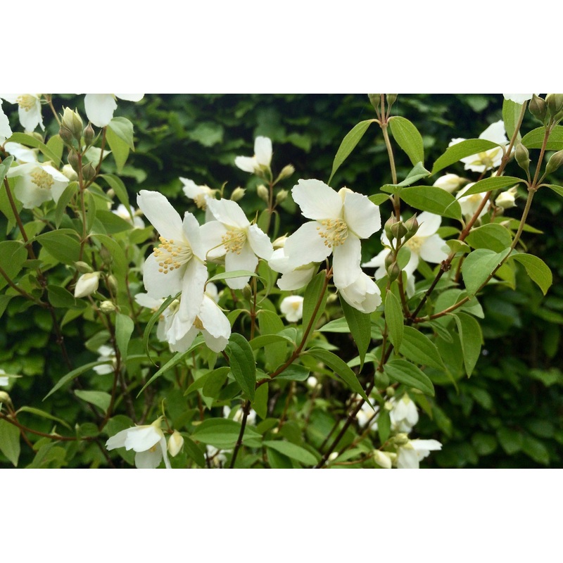Philadelphus microphyllus|Approx. 0.5 litre pot