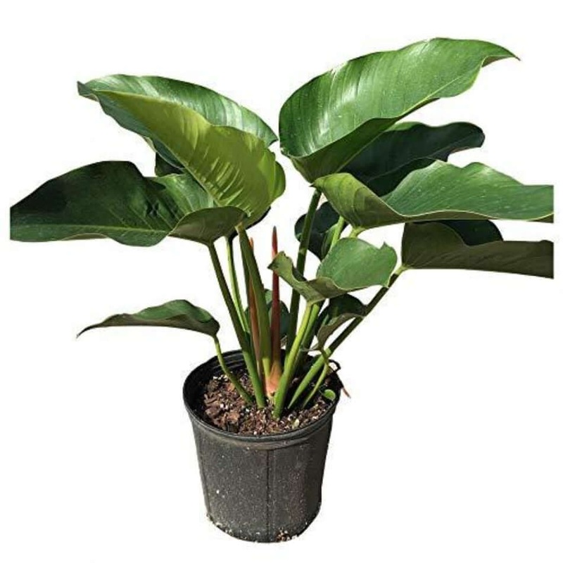 Philodendron Congo Green Foliage Feet Tall 5 Gallon 2.5 3.5Ft Full Live Plant Ht7