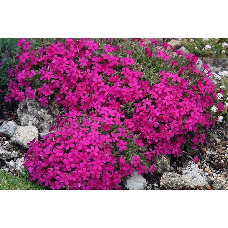 Phlox douglasii ‘Red Admiral’|Approx. 0.5 litre pot