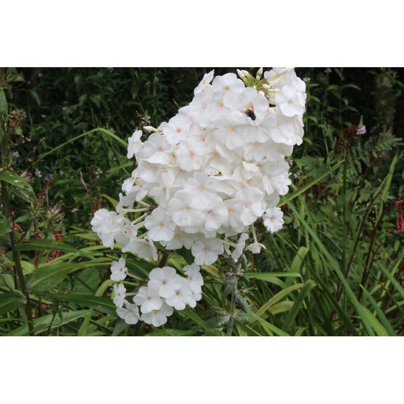 Phlox maculata ‘Delta’|Approx. 0.5 litre pot