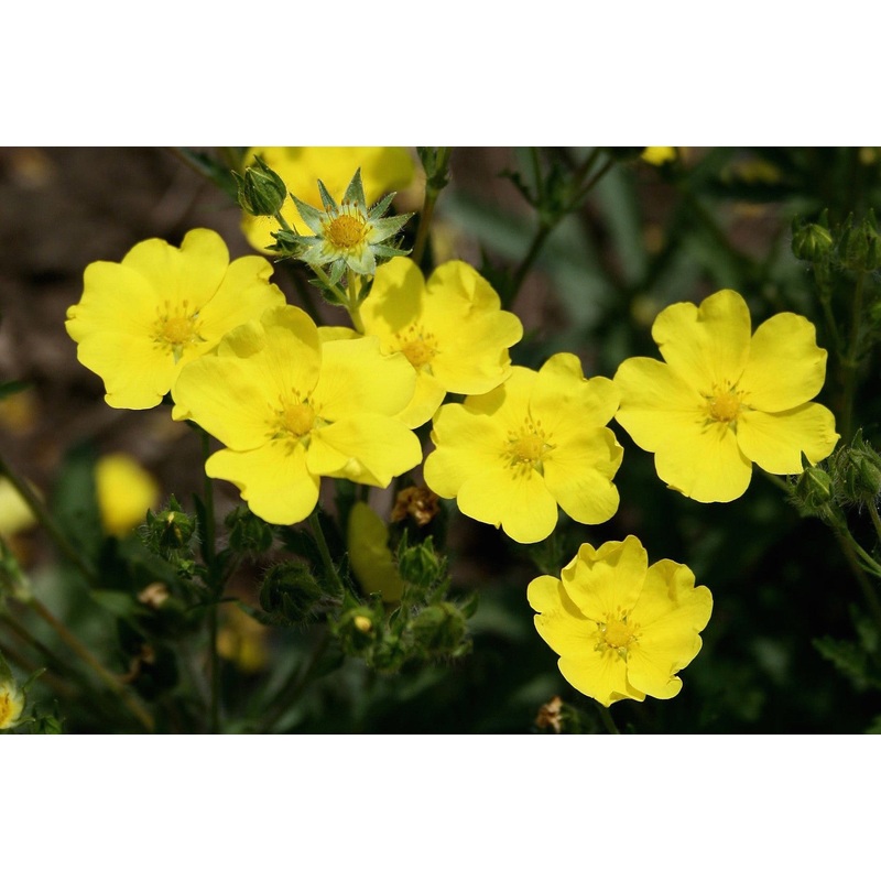 Potentilla recta ‘Warrenii’|Approx. 0.5 litre pot