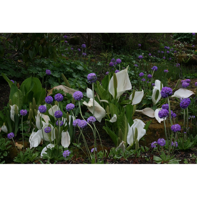 Primula denticulata (De)|Approx. 0.5 litre pot