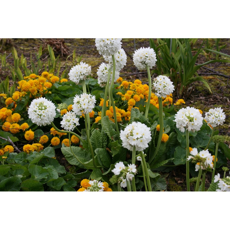 Primula denticulata var. alba (De)
