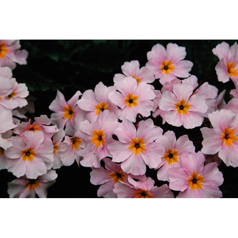 Primula ‘Guinevere’|Approx. 0.5 litre pot