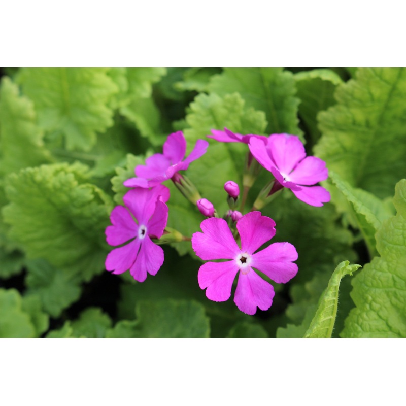 Primula sieboldii Pago-Pago (Co)