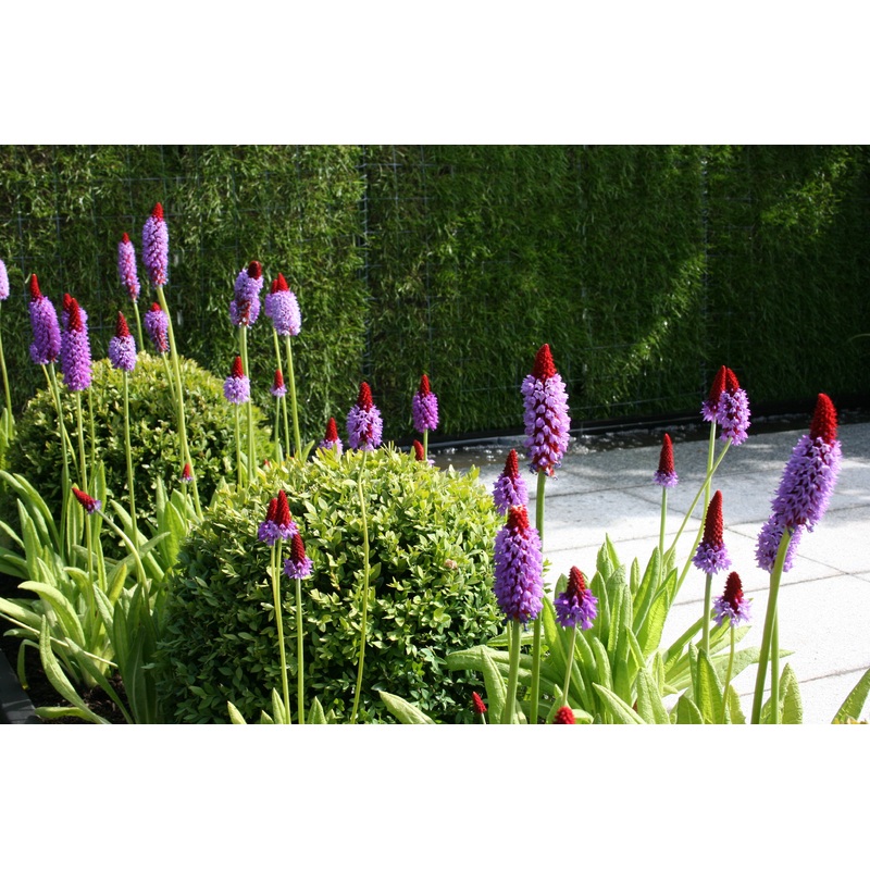 Primula vialii (So)|Approx. 0.5 litre pot