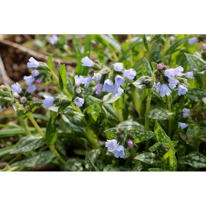 Pulmonaria OPAL ‘Ocupol’|Approx. 0.5 litre pot