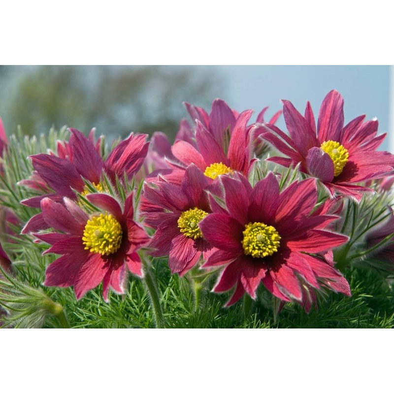 Pulsatilla rubra|Approx. 0.5 litre pot