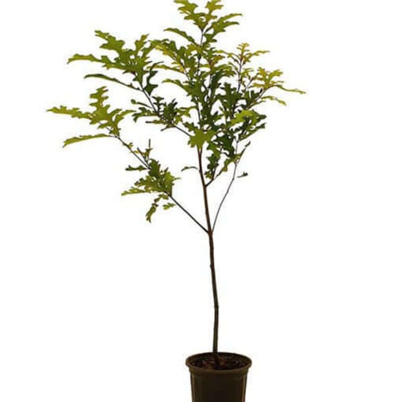Quercus Shumardii 5 Gallon Pot Shumard Oak Live Plant Outdoor Grfr7A