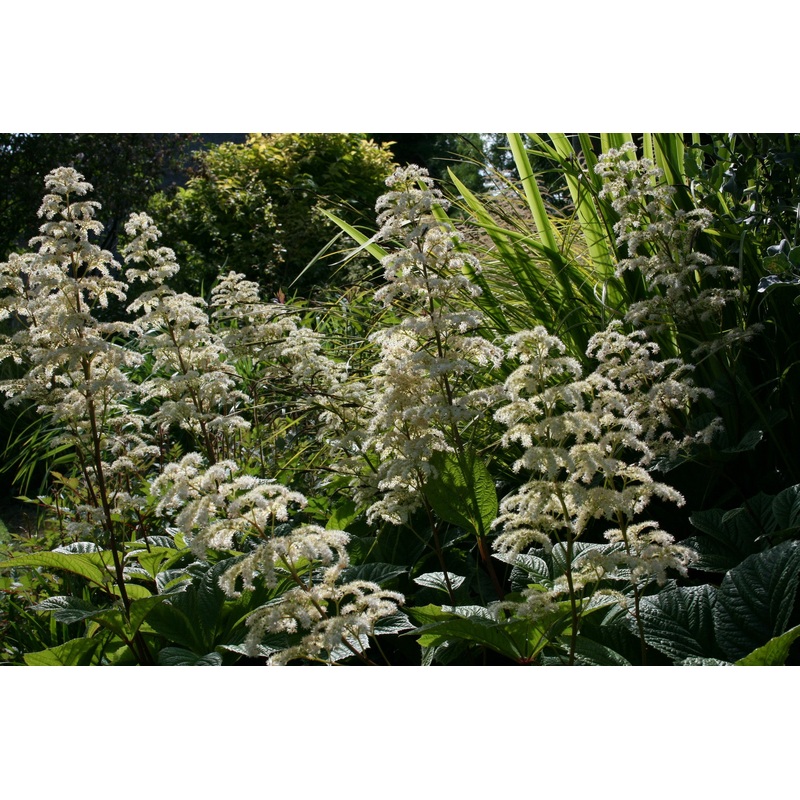 Rodgersia pinnata ‘Elegans’|Approx. 0.5 litre pot