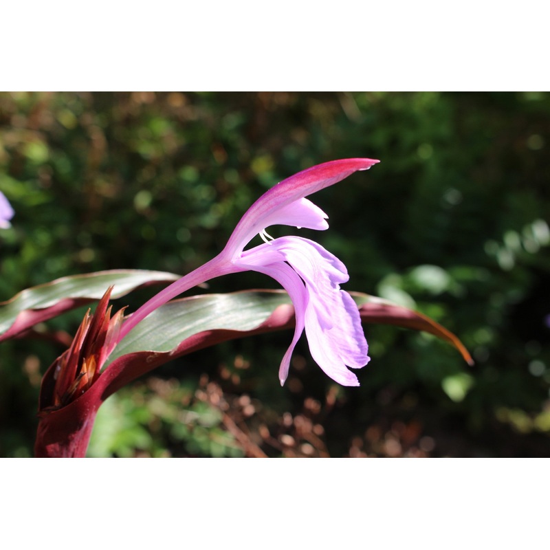 Roscoea purpurea ‘Spice Island’