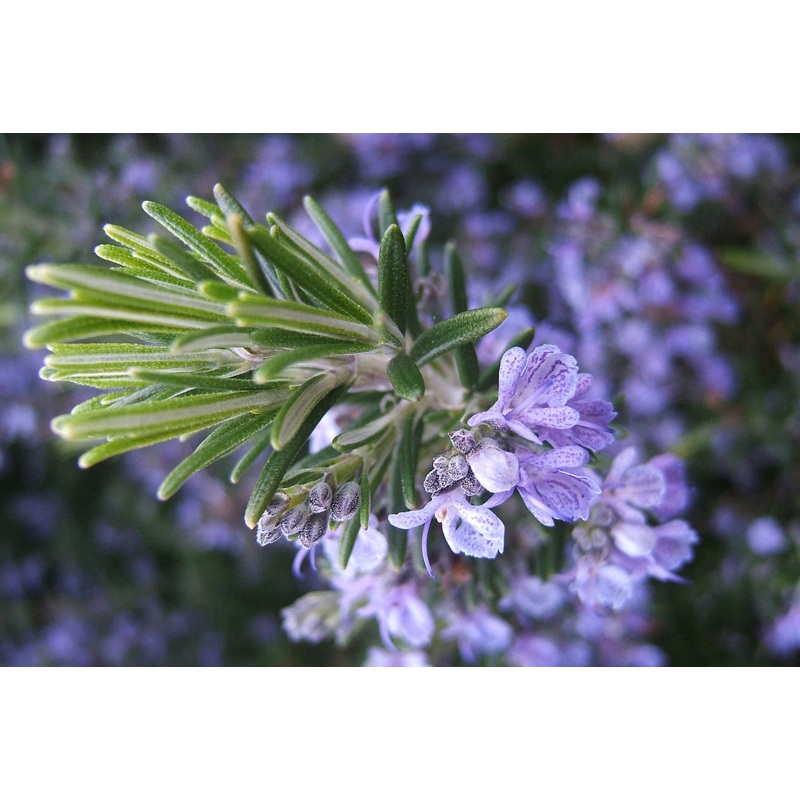 Rosmarinus officinalis Prostratus Group