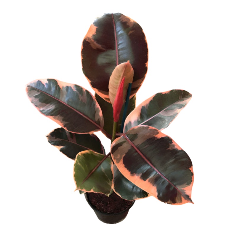 Rubber Ruby Plant 2 Gallon Ht7 Pot Ficus Elastica Ruby Plant Premium Indoor Live Plant Ht7 Best