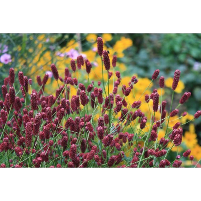 Sanguisorba ‘Tanna’|Approx. 0.5 litre pot