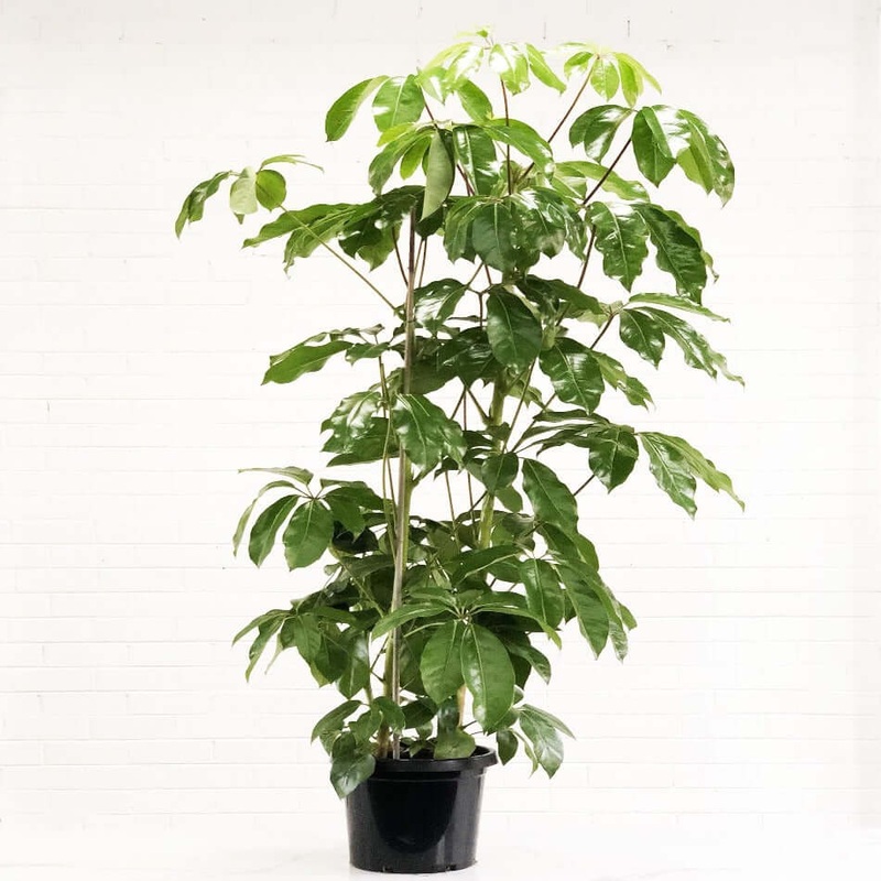 Schefflera Alpine Junior Plant 5 Gallon Ht7 Pot Schefflera Actinophylla Alpine Junior Plant Umbrella Tree Plant Indoor Pre