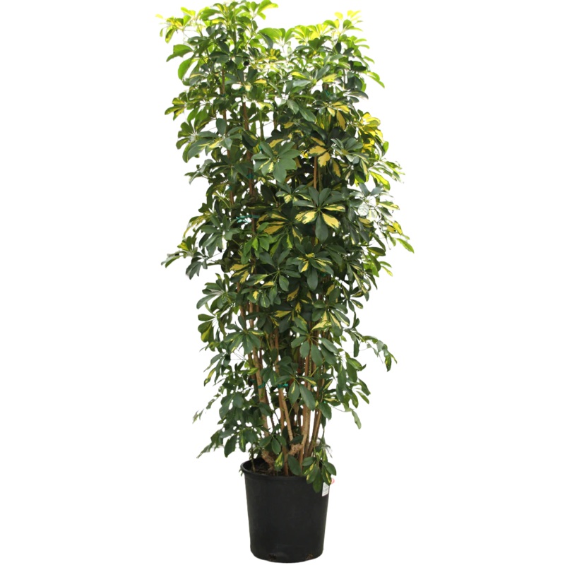 Schefflera Arboricola Plant 7 Gallon Ht7 Pot Schefflera Arboricola Plant Umbrella Tree Live Plant Indoor Dwarf Umbrella Tree Ht7