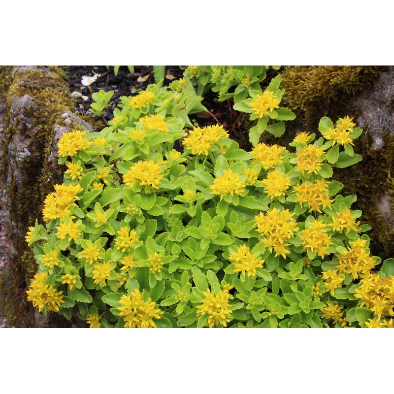 Sedum kamtschaticum|Approx. 0.5 litre pot