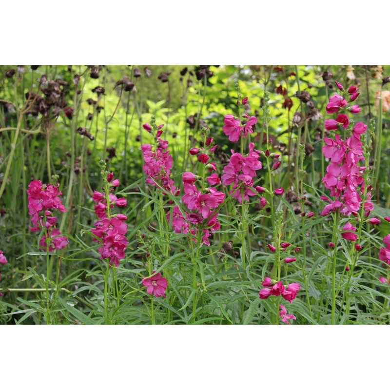Sidalcea ‘Brilliant’|Approx. 0.5 litre pot