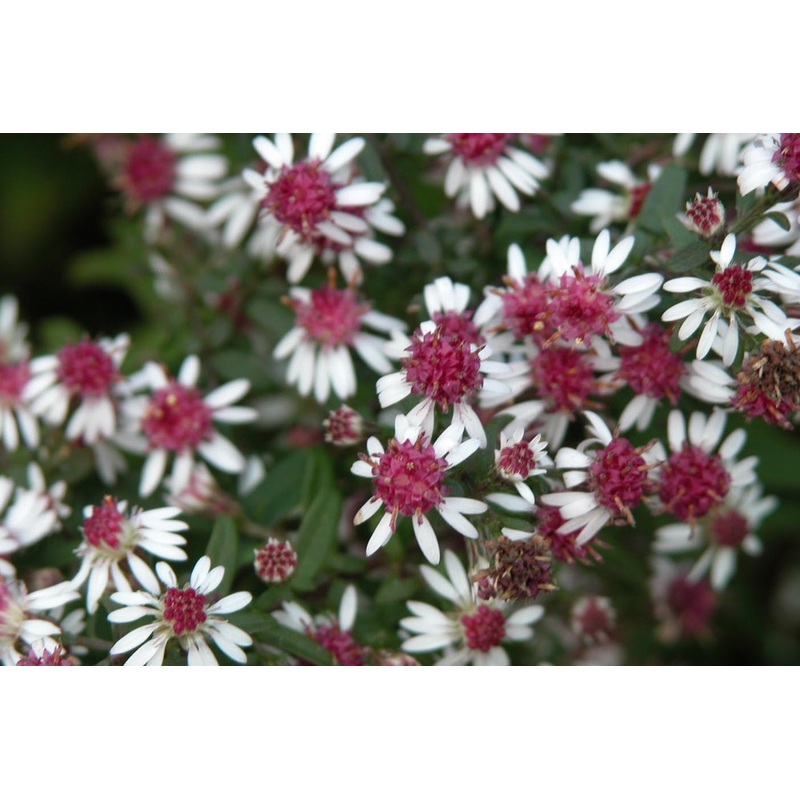 Symphyotrichum lateriflorum ‘Prince’