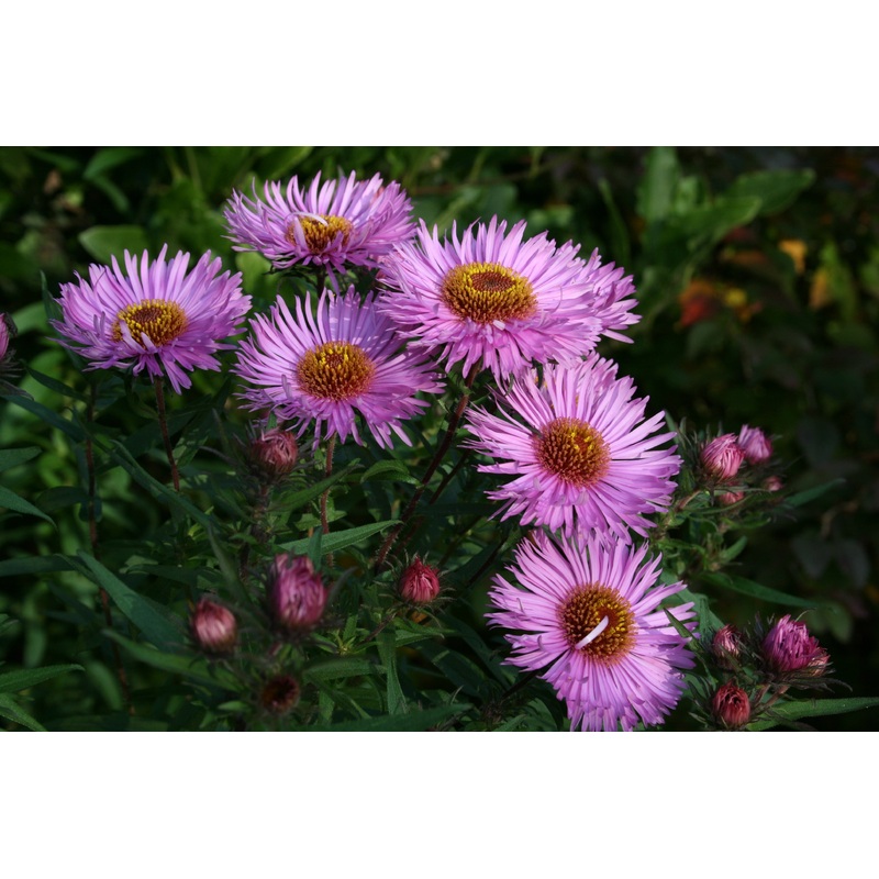Symphyotrichum novae-angliae ‘Barr’s Pink’