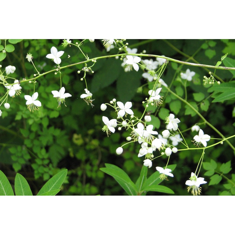 Thalictrum delavayi ‘Album’|Approx. 0.5 litre pot