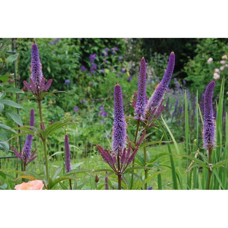 Veronicastrum virginicum ‘Cupid’