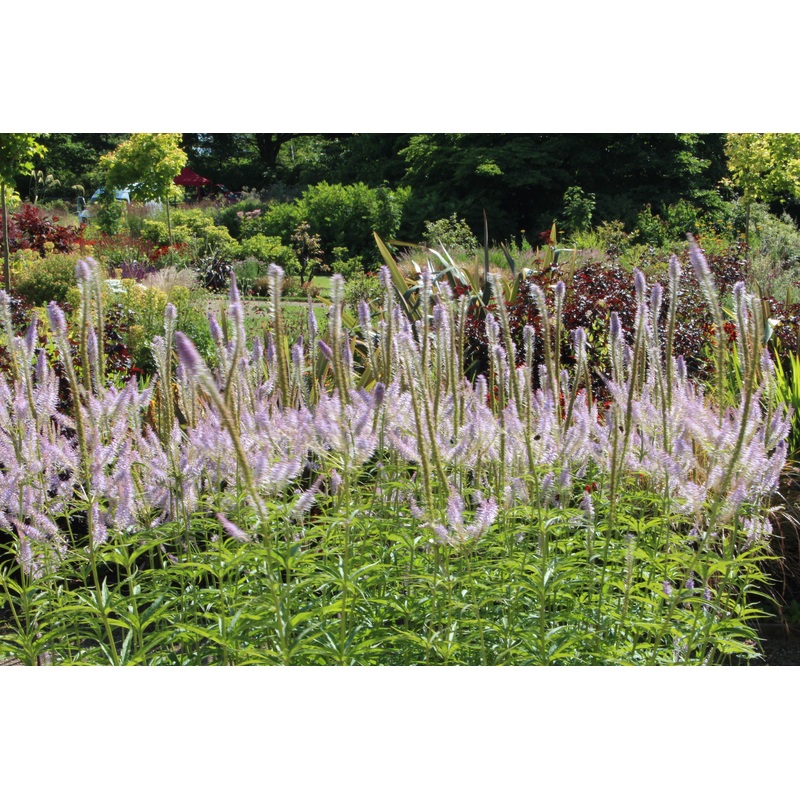 Veronicastrum virginicum ‘Lavendelturm’